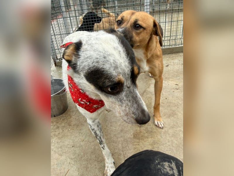 Rasty - schüchterner, 3-jähriger, lieber Rüde sucht ruhiges Zuhause