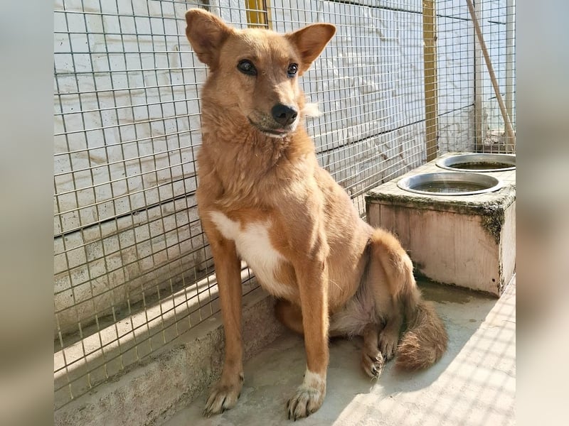 Sienna - schöne Hündin mit viel Potenzial sucht Zuhause (D/ CH/ LUX)
