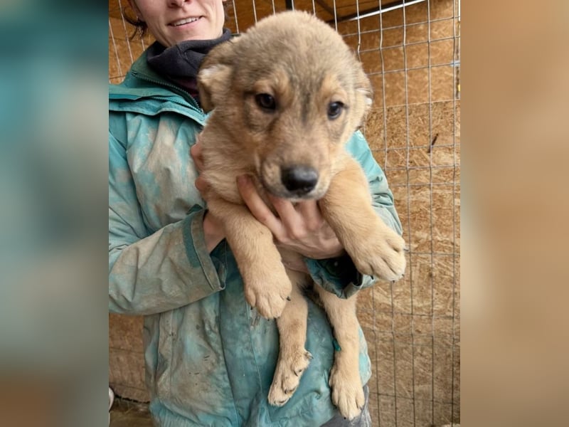 Welpe Thiago - sensibel und sanft - sucht dringend ein Zuhause