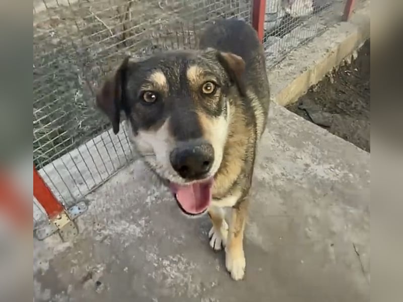 Verschmuster Duke sehnt sich nach Liebe!