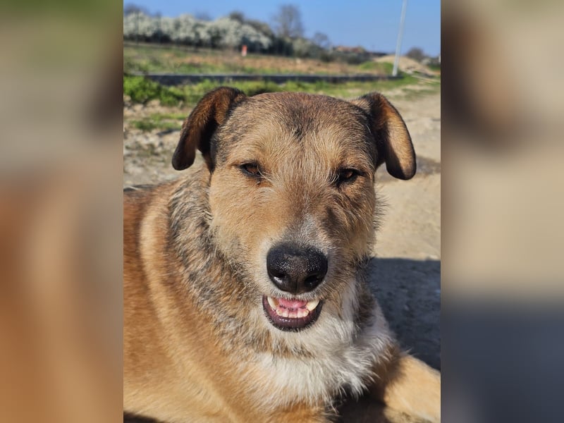Unglaublich lieber, sanfter Straßenhund Brownie sucht Zuhause