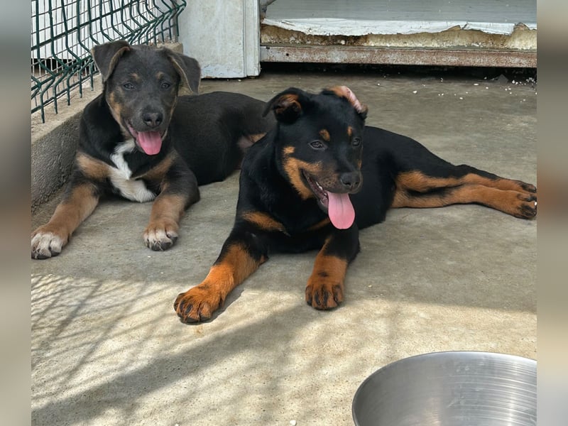 Welpenmädchen Dina sucht Körbchen (D/CH/LUX)