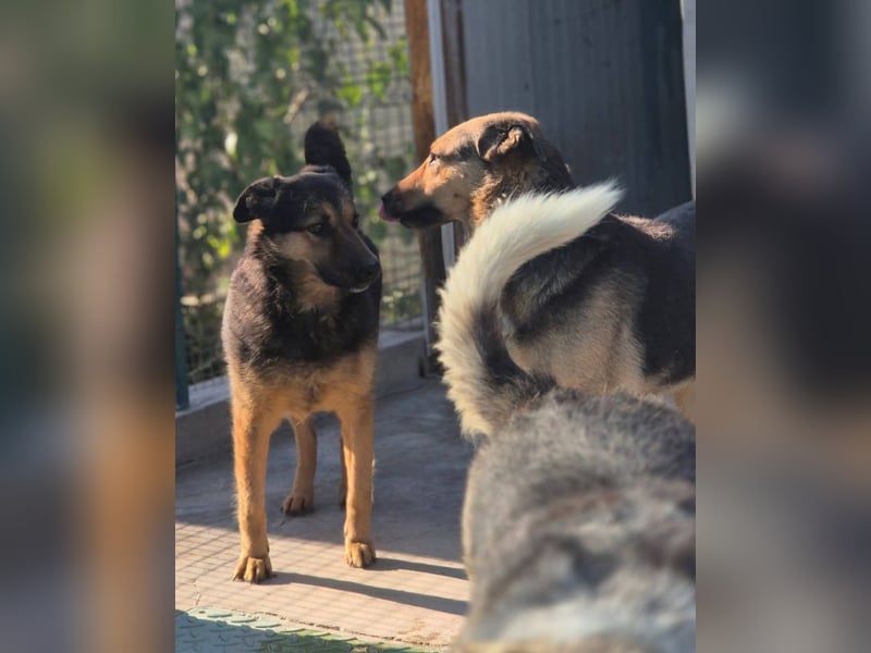 Raya - wartet seit 8 Jahren im Tierheim 