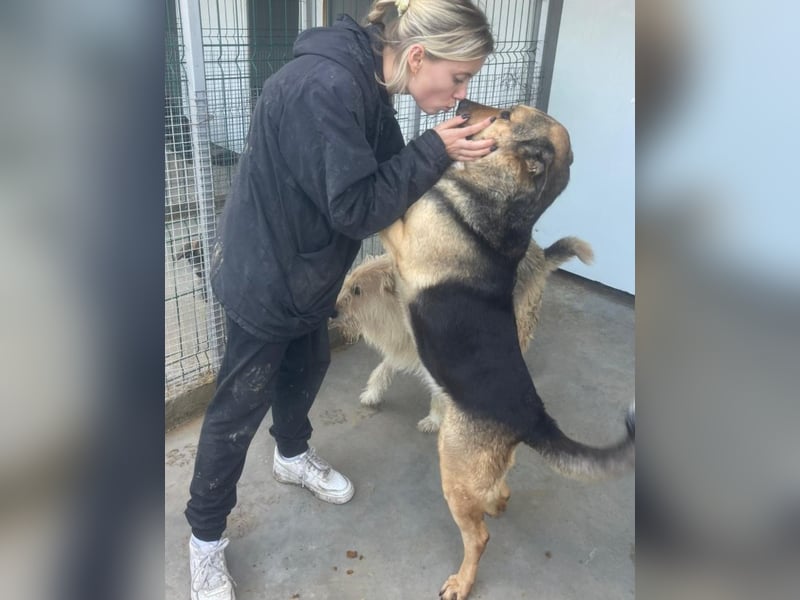 Randy - tolle Senioren- oder Familienhündin