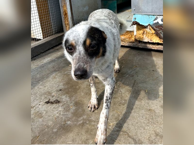 Rasty - schüchterner, 3-jähriger, lieber Rüde sucht ruhiges Zuhause