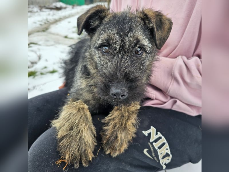Cleo - gerettet aus der Tötung!