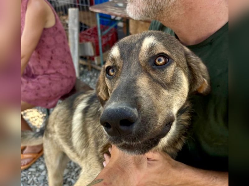 Pedro - Sonnenschein sucht Zuhause