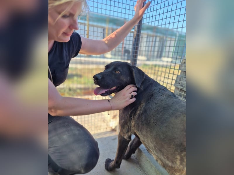 Paula - verschmuster Cane Corso-Mix