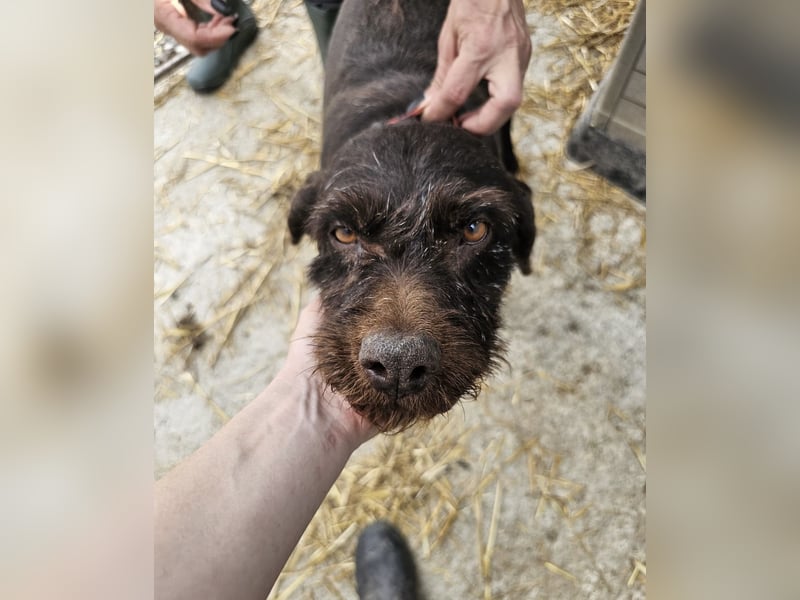 Brownie - liebevolle Seniorin sucht Gnadenplatz