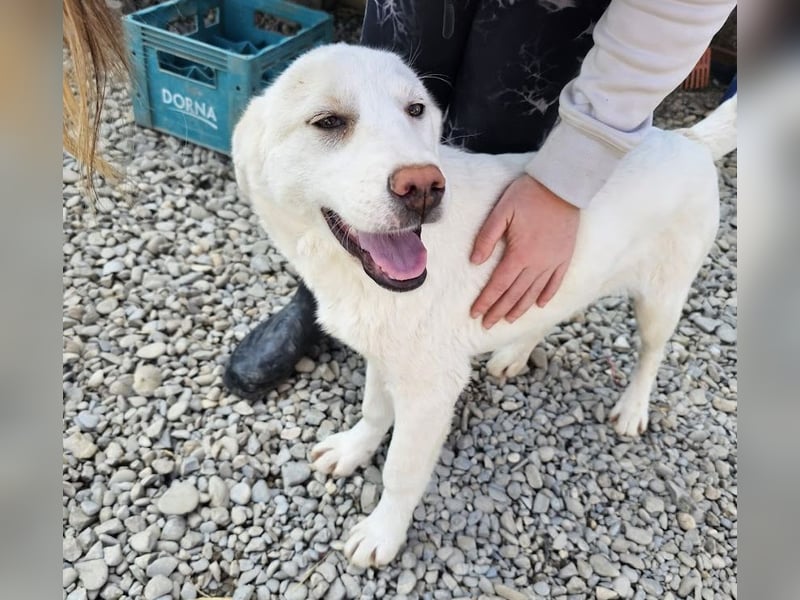 Welpenmädchen Kerry sucht Familie