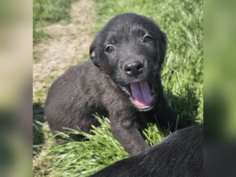 Welpenbub Giotto sucht Familie (D bundesweit/CH/LUX)
