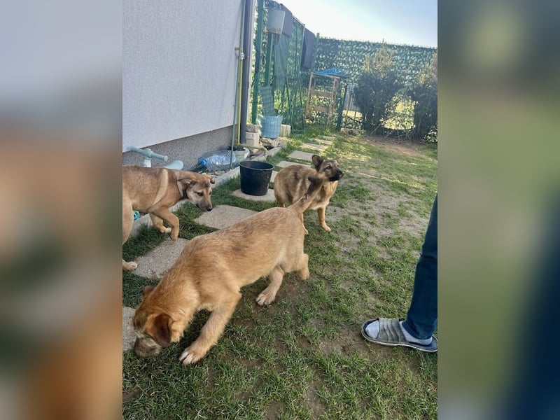 Welpenbub Little Paw (jetzt Tavi)