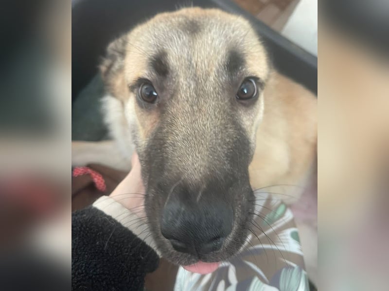 Welpe Samir - angefahren und zurückgelassen