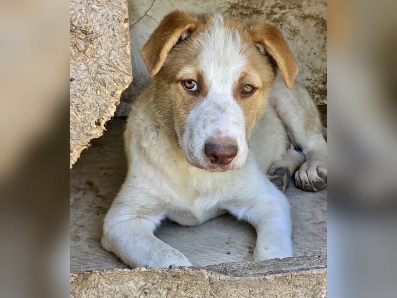 Welpe Teddy sucht Körbchen (D/CH/LUX)
