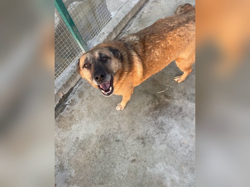 Cody - verschmuste, liebe Wasserratte