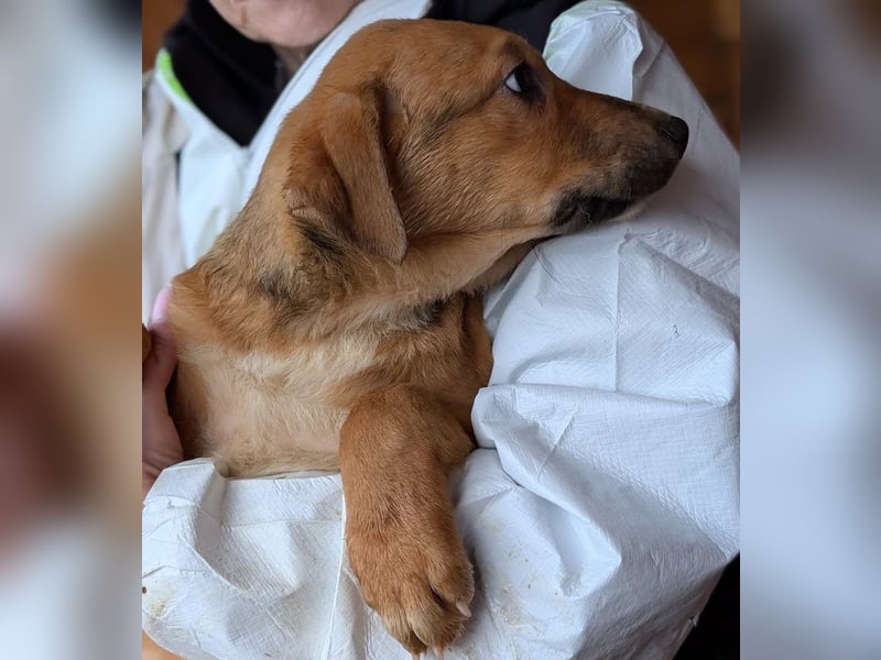 Welpenbub Aury - in 25704 Meldorf