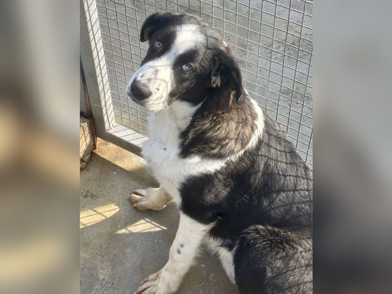 Cassie - freundlich, sanft, liebevoll, verspielt