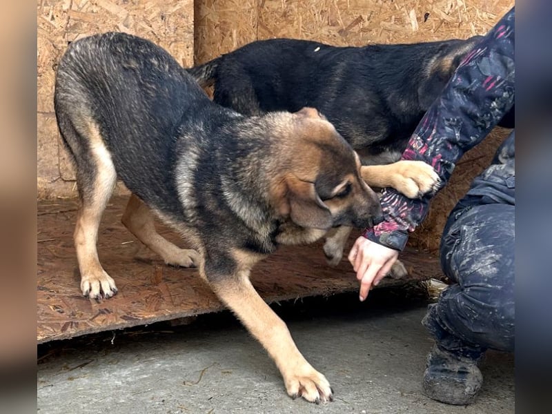 Pedro - Sonnenschein sucht Zuhause