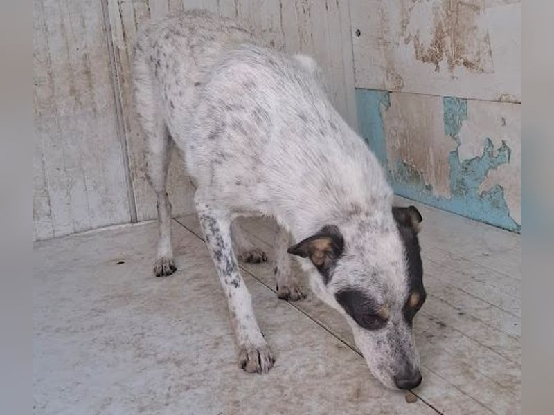 Rasty - schüchterner, 3-jähriger, lieber Rüde sucht ruhiges Zuhause