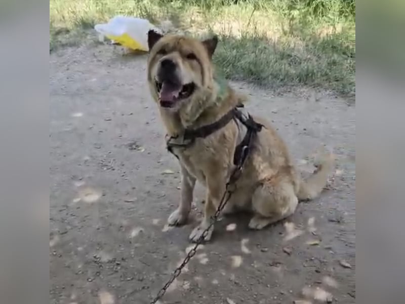 SOS Notfall Max sucht dringend Pflege- oder Endstelle