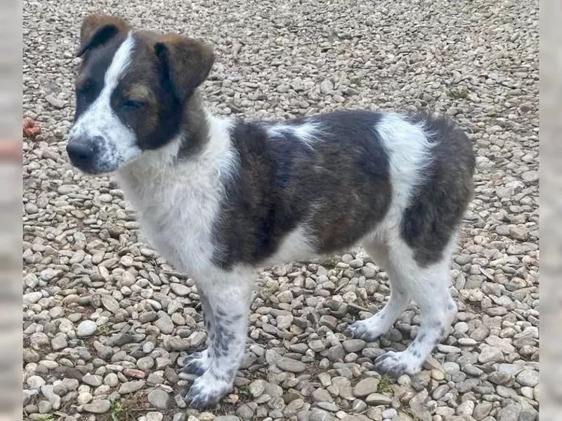 Welpenmädchen Bijoux sucht Körbchen (D/CH/LUX)