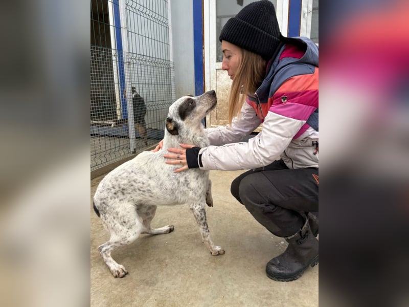 Rasty - schüchterner, 3-jähriger, lieber Rüde sucht ruhiges Zuhause