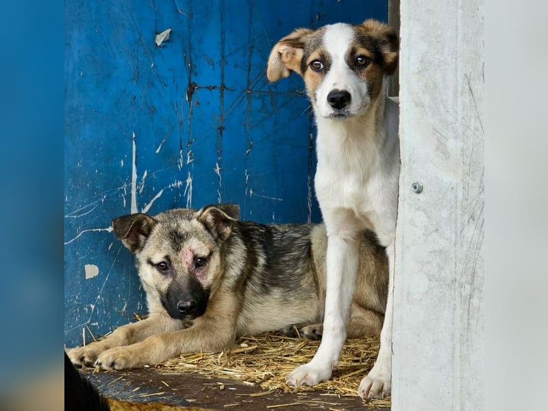 Nalani - Welpenmädchen aus der Tötung sucht Liebe!