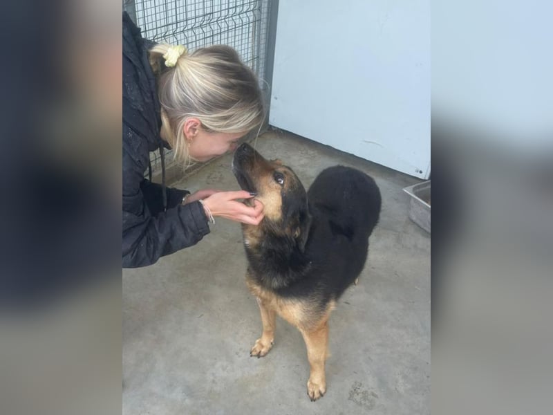 Raya - wartet seit 8 Jahren im Tierheim 