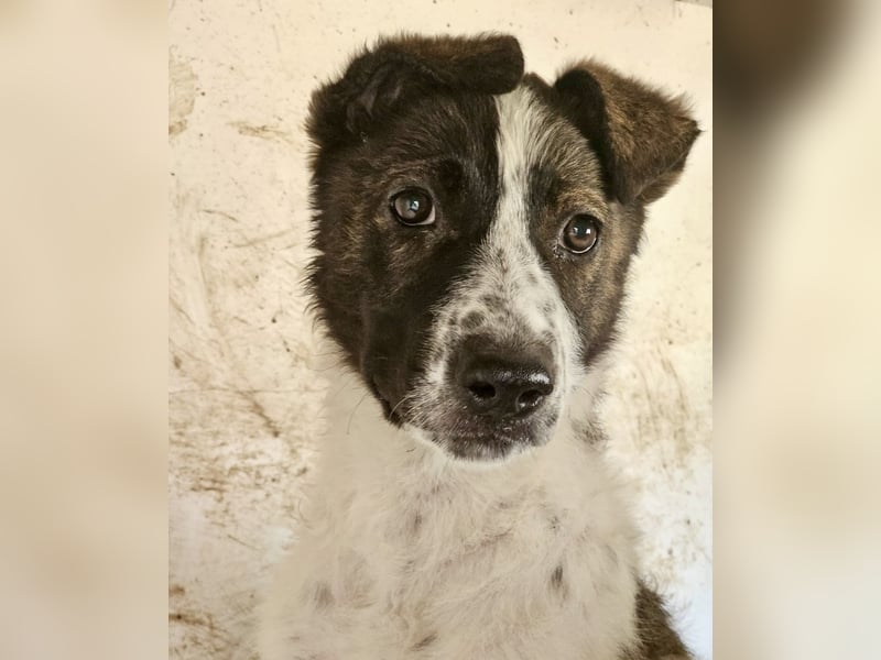 Welpenmädchen Bijoux sucht Körbchen! (D/CH/LUX)