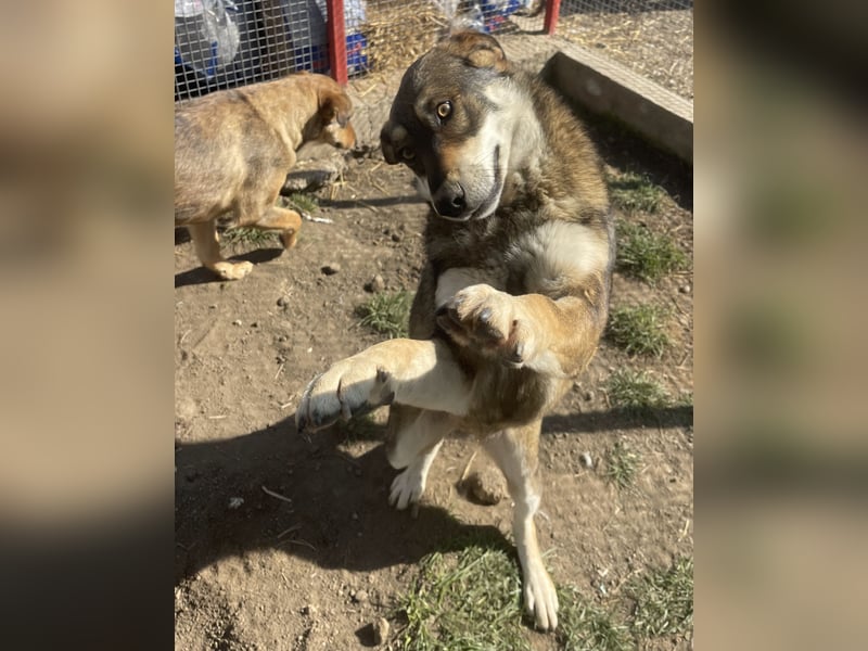 Verschmuster Duke sehnt sich nach Liebe!