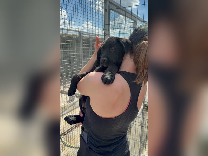 Welpe Nero sucht seine Familie (D/CH/LUX)
