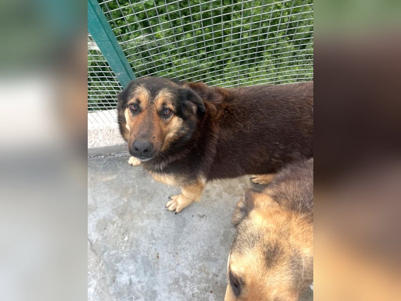 Raya - wartet seit 8 Jahren im Tierheim 