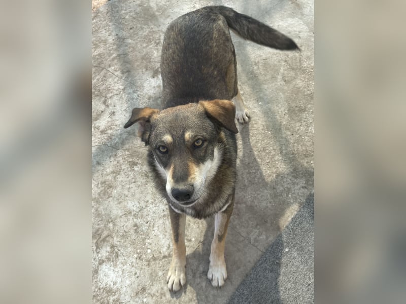 Verschmuster Duke sehnt sich nach Liebe!