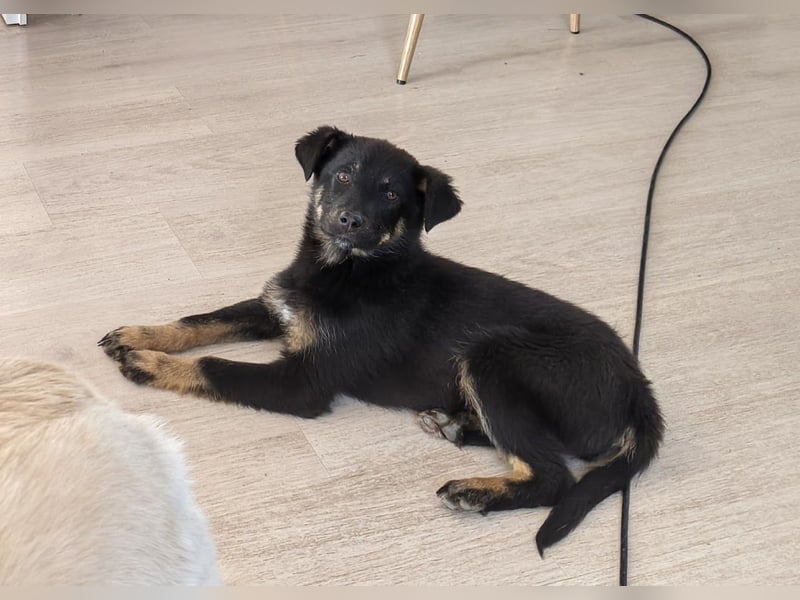 Welpe Leia - kennt Hunde, Katzen, Kinder (Vermittlung D/ LUX/ CH)