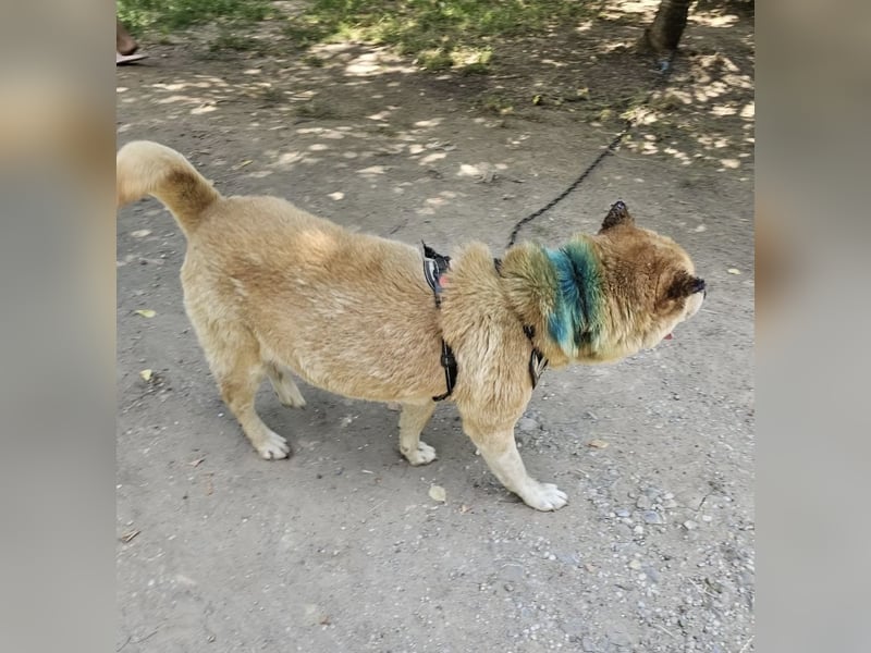 SOS Notfall Max sucht dringend Pflege- oder Endstelle
