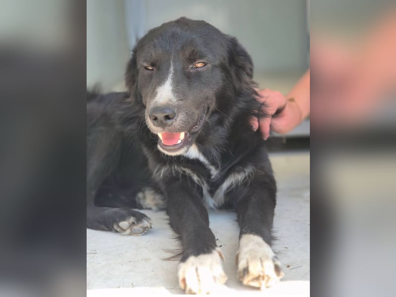 Woody - lieb und anschmiegsam