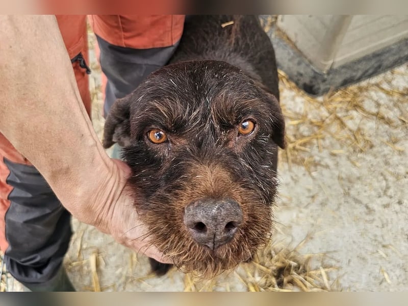 Brownie - liebevolle Seniorin sucht Gnadenplatz