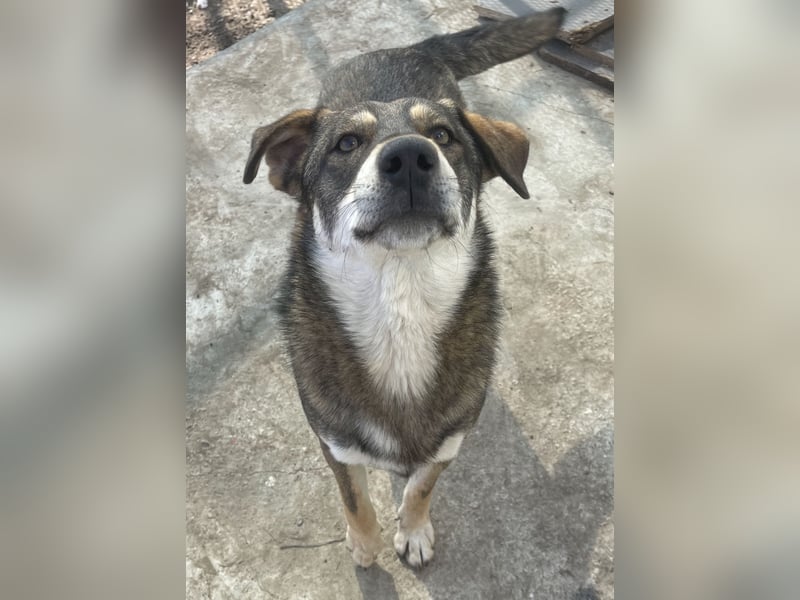 Verschmuster Duke sehnt sich nach Liebe!