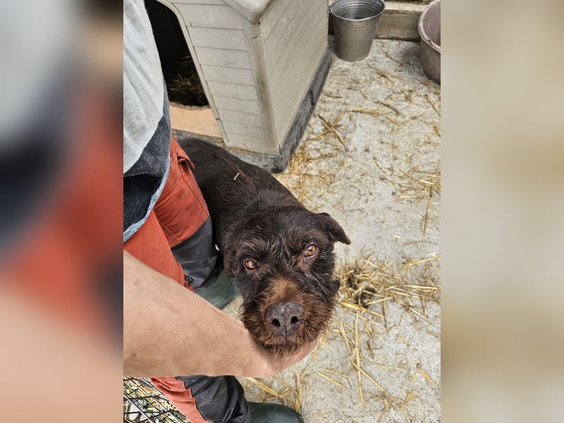 Brownie - liebevolle Seniorin sucht Gnadenplatz
