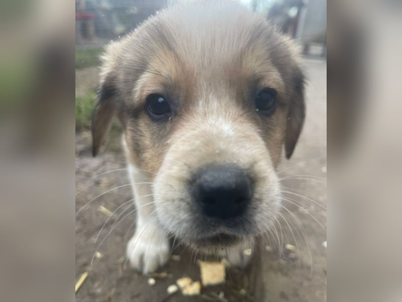 Nuggets - Kleiner Entdecker