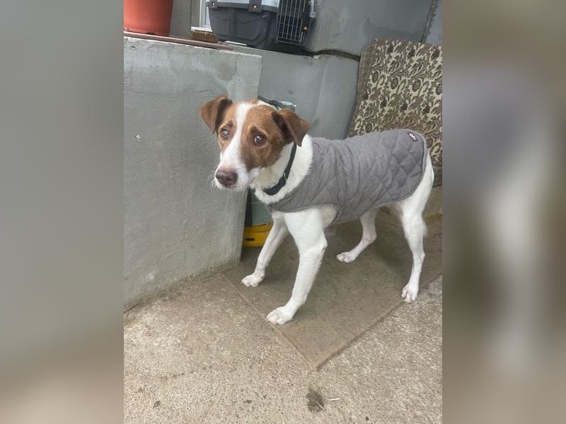 Babette - 3-jährige, liebe, sanfte Hündin mit Diabetes