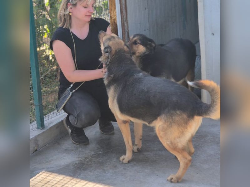 Randy - tolle Senioren- oder Familienhündin