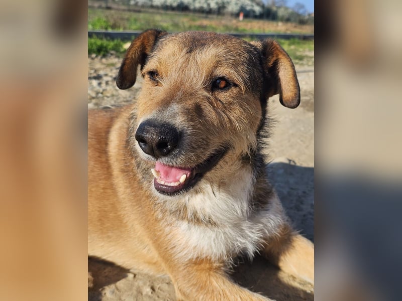 Unglaublich lieber, sanfter Straßenhund Brownie sucht Zuhause