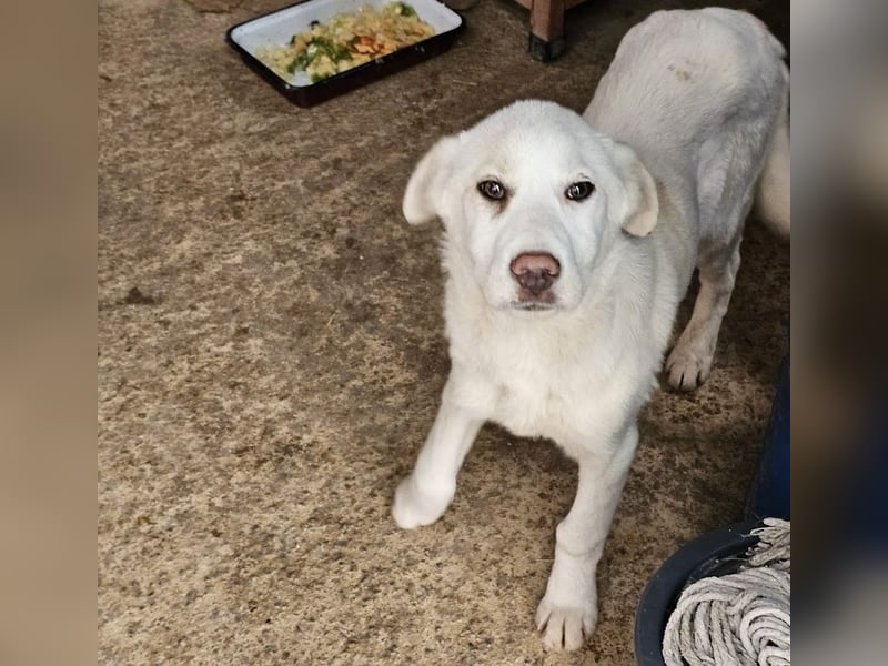 Welpenmädchen Kerry sucht Familie