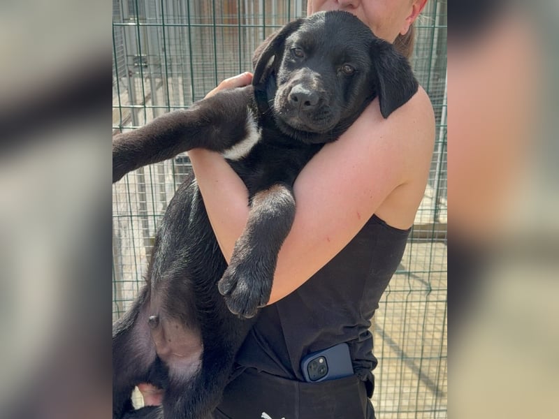 Welpe Nero sucht seine Familie (D/CH/LUX)