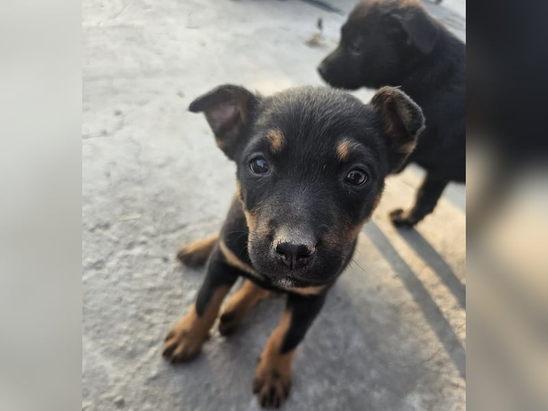 Welpenmädchen Dina sucht Körbchen (D/CH/LUX)