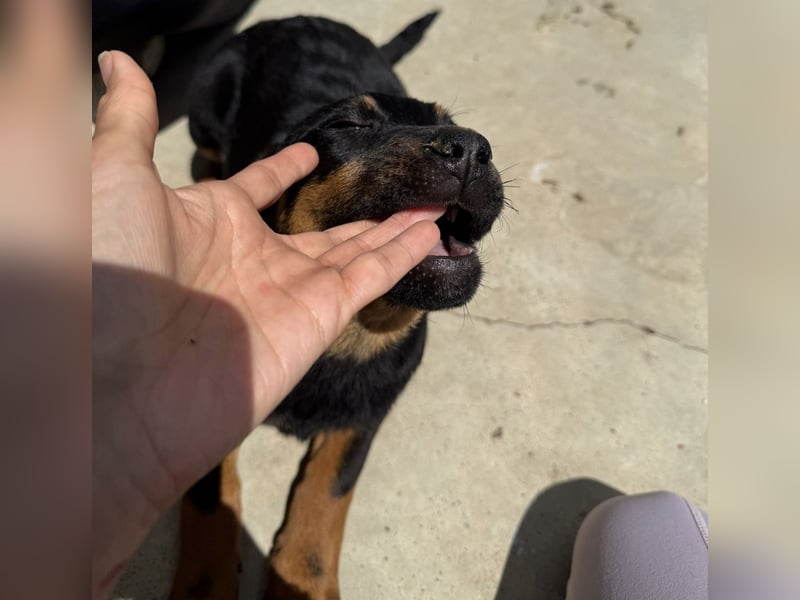 Welpenmädchen Dina sucht Körbchen (D/CH/LUX)
