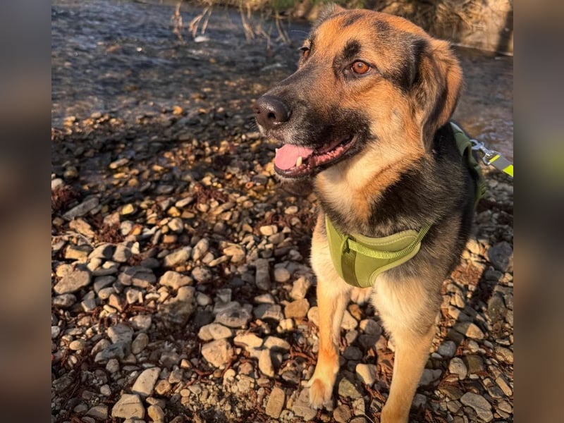 Lieber Schäfi-Mix Loki in 60437 Frankfurt