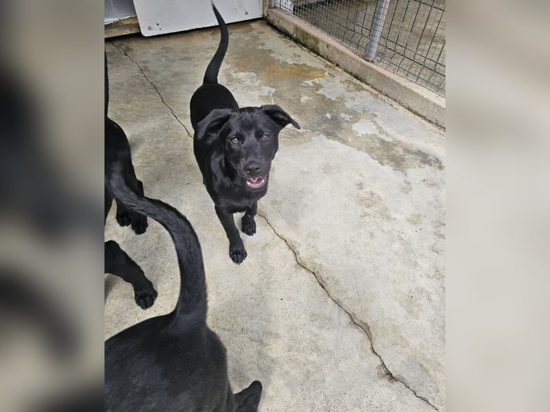Sweetie - auch schwarze Welpen sind schön!