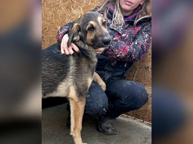 Pedro - Sonnenschein sucht Zuhause